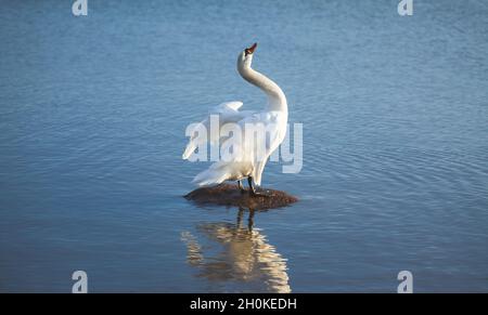 Stummer Schwan, der auf einem Felsen in blauem Wasser steht und seinen Hals ausstreckt, die Flügel breiten sich aus. Reflexion im Wasser. Cygnus olor. Stockfoto