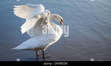 Stummer Schwan, der auf einem Felsen in blauem Wasser steht und sich ausdehnt, Flügel breiten sich aus. Cygnus olor. Stockfoto