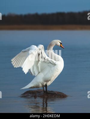 Stummer Schwan auf einem Felsen in blauem Wasser. Dehnen, Flügel ausbreiten. Cygnus olor. Stockfoto