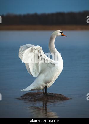 Stummer Schwan auf einem Felsen in blauem Wasser und streckt den Hals, die Flügel sind ausgebreitet. Cygnus olor. Stockfoto