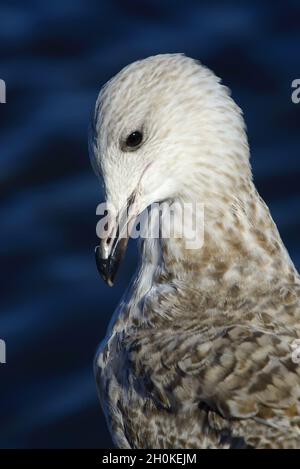 Heringsmöwe (Larus argentatus) unreif, Stockfoto