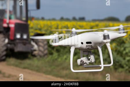 Drohne fliegt im Frühsommer vor dem Traktor mit Anhänger im Sonnenblumenfeld. Technologische Innovationen in der Landwirtschaft Stockfoto