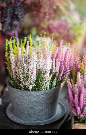 Blüte Heide in einem Zinktopf im Freien im Sonnenlicht. Die Blüten sind lila, rosa und grün. Stockfoto