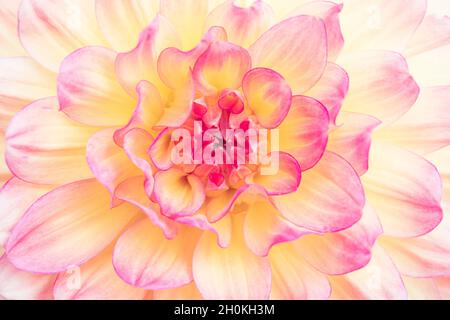 Nahaufnahme einer wunderschönen rosa Dahlia-Blume. Die Blume ist gelb und rosa und befindet sich im Vollformat. Blumenhintergrund. Stockfoto