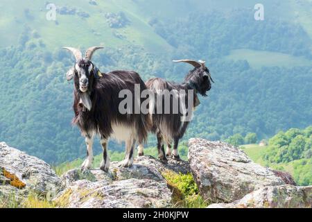 Die Ziegen der Pyrenäen stehen auf einem felsigen Hügel im französischen Baskenland und überblicken die Täler der Pyrenäen im Sommer Stockfoto