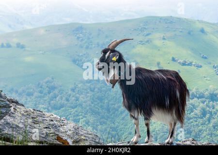 Pyrenäen-Ziege auf Felsen auf den Bergweiden des französischen Baskenlandes mit Blick auf verschwommene Sommertäler Stockfoto