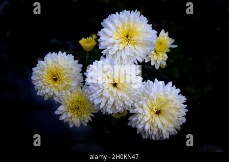 Weiße Chrysanthemen in Blüte in einem Garten Stockfoto