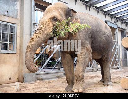 Karlsruhe, Deutschland. Oktober 2021. Die Elefantenkuh Saida steht in ihrem Gehege im Karlsruher Zoo. Aus dem Leipziger Zoo kam sie in das Altersheim für asiatische Elefanten. Das Altersheim, das laut Zoo das erste seiner Art in Europa ist, kann Zirkuselefanten aufnehmen, die nicht mehr reisen sollen. Es ist auch möglich, ältere Zooelefanten mit zu nehmen. Quelle: Uli Deck/dpa/Alamy Live News Stockfoto