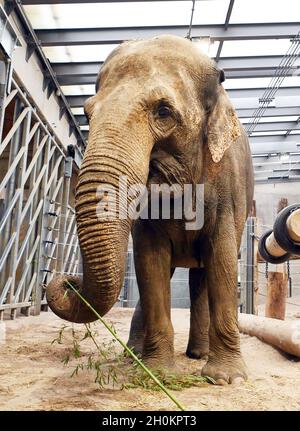 Karlsruhe, Deutschland. Oktober 2021. Die Elefantenkuh Saida steht in ihrem Gehege im Karlsruher Zoo. Aus dem Leipziger Zoo kam sie in das Altersheim für asiatische Elefanten. Das Altersheim, das laut Zoo das erste seiner Art in Europa ist, kann Zirkuselefanten aufnehmen, die nicht mehr reisen sollen. Es ist auch möglich, ältere Zooelefanten mit zu nehmen. Quelle: Uli Deck/dpa/Alamy Live News Stockfoto