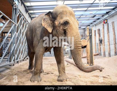 Karlsruhe, Deutschland. Oktober 2021. Die Elefantenkuh Saida steht in ihrem Gehege im Karlsruher Zoo. Aus dem Leipziger Zoo kam sie in das Altersheim für asiatische Elefanten. Das Altersheim, das laut Zoo das erste seiner Art in Europa ist, kann Zirkuselefanten aufnehmen, die nicht mehr reisen sollen. Es ist auch möglich, ältere Zooelefanten mit zu nehmen. Quelle: Uli Deck/dpa/Alamy Live News Stockfoto