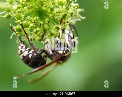 Nahaufnahme einer kahlköpfigen Hornisse auf der Blume. Dolichovespula maculata. Stockfoto