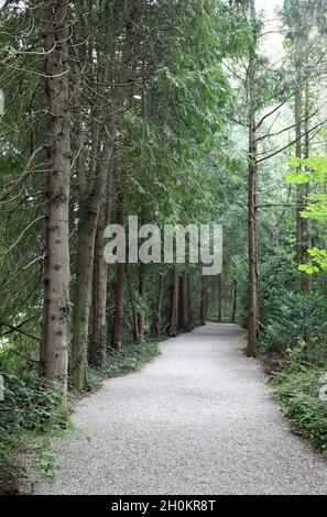 Weg ohne Menschen mitten im Wald mit vielen Bäumen im Sommer Stockfoto