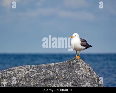 Eine Heringsmöwe (Larus fuscus) auf einem Felsen an der Nordseeküste der Insel Helgoland Stockfoto