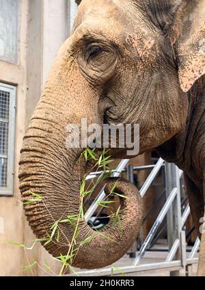 Karlsruhe, Deutschland. Oktober 2021. Die Elefantenkuh Saida steht in ihrem Gehege im Karlsruher Zoo mit Gras im Rüssel. Aus dem Leipziger Zoo kam sie in das Altersheim für asiatische Elefanten. Das Altersheim, laut Zoo das erste seiner Art in Europa, kann Zirkuselefanten aufnehmen, die nicht mehr reisen sollen. Es ist auch möglich, ältere Zooelefanten mit zu nehmen. Quelle: Uli Deck/dpa/Alamy Live News Stockfoto