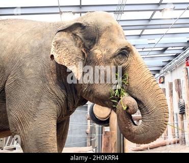 Karlsruhe, Deutschland. Oktober 2021. Die Elefantenkuh Saida steht in ihrem Gehege im Karlsruher Zoo mit Gras im Rüssel. Aus dem Leipziger Zoo kam sie in das Altersheim für asiatische Elefanten. Das Altersheim, laut Zoo das erste seiner Art in Europa, kann Zirkuselefanten aufnehmen, die nicht mehr reisen sollen. Es ist auch möglich, ältere Zooelefanten mit zu nehmen. Quelle: Uli Deck/dpa/Alamy Live News Stockfoto