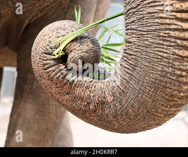 Karlsruhe, Deutschland. Oktober 2021. Die Elefantenkuh Saida steht in ihrem Gehege im Karlsruher Zoo mit Gras im Rüssel. Aus dem Leipziger Zoo kam sie in das Altersheim für asiatische Elefanten. Das Altersheim, laut Zoo das erste seiner Art in Europa, kann Zirkuselefanten aufnehmen, die nicht mehr reisen sollen. Es ist auch möglich, ältere Zooelefanten mit zu nehmen. Quelle: Uli Deck/dpa/Alamy Live News Stockfoto