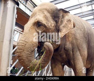 Karlsruhe, Deutschland. Oktober 2021. Die Elefantenkuh Saida steht in ihrem Gehege im Karlsruher Zoo mit Gras im Rüssel. Aus dem Leipziger Zoo kam sie in das Altersheim für asiatische Elefanten. Das Altersheim, laut Zoo das erste seiner Art in Europa, kann Zirkuselefanten aufnehmen, die nicht mehr reisen sollen. Es ist auch möglich, ältere Zooelefanten mit zu nehmen. Quelle: Uli Deck/dpa/Alamy Live News Stockfoto