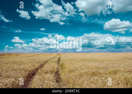 Spuren von Rädern in Korn und schönen Himmel, Staw, Lubelskie, Polen Stockfoto