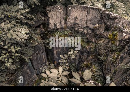Alte gesprengte Überreste von einigen Bunkern der Siegfried Line entlang der Grenze, unterirdische Festungen, Luftabwehrpositionen und Luftschutzkeller Stockfoto