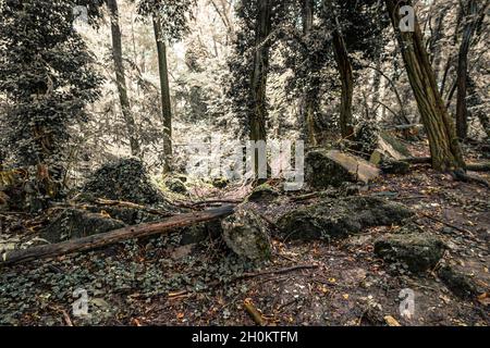Alte gesprengte Überreste von einigen Bunkern der Siegfried Line entlang der Grenze, unterirdische Festungen, Luftabwehrpositionen und Luftschutzkeller Stockfoto