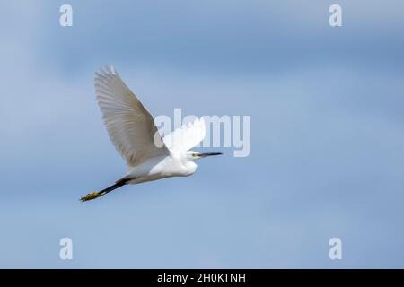 Bild von Reiher, Bittern oder Reiher, die am Himmel fliegen. Weißer Vogel. Tier. Stockfoto