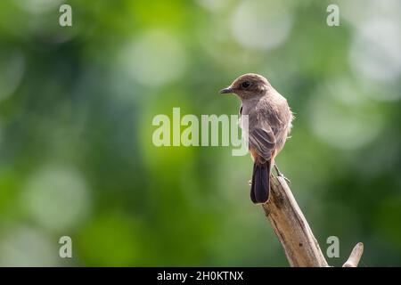 Bild des Asian Brown Flycatcher (Muscicapa dauurica) auf Zweig auf Naturhintergrund. Vogel. Tiere. Stockfoto