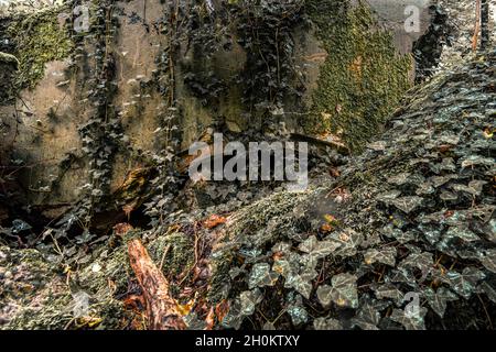 Alte gesprengte Überreste von einigen Bunkern der Siegfried Line entlang der Grenze, unterirdische Festungen, Luftabwehrpositionen und Luftschutzkeller Stockfoto