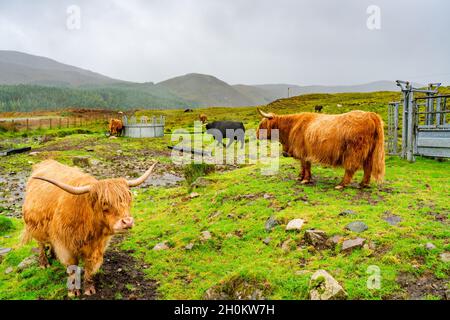 Highland Cows auf einem Bauernhof, Isle of Skye, Schottland. Stockfoto