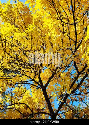 Gelbe Herbstblätter auf Eschenbaum-Ast auf blauem Himmel Hintergrund Stockfoto