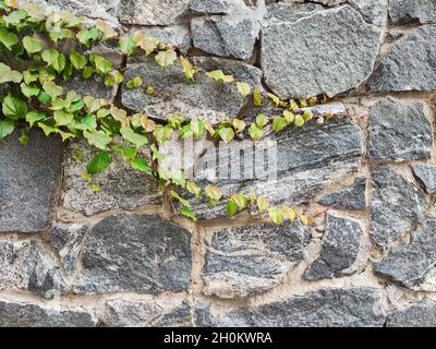 Grüne Efeu-Kriechpflanze auf grauer Granitsteinwand Stockfoto