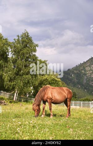 Urlaubslandschaft. Am Abend können Sie im Freien reiten. Russische Altai-Berge. Chemal Stockfoto