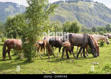 Urlaubslandschaft. Am Abend können Sie im Freien reiten. Russische Altai-Berge. Chemal Stockfoto