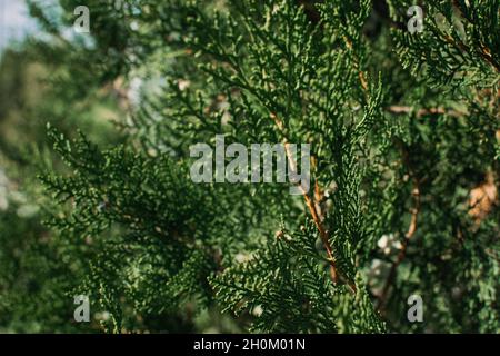 Thuja occidentalis grün Weihnachten Xmas Zweig Hintergrund. Thuja plicata, westliche rote Zeder. . Grüne Thuja occidentalis Columna-Textur. Immergrün Stockfoto