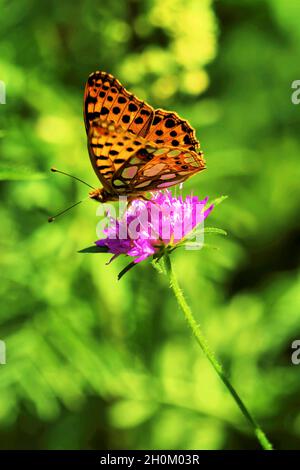 Argynnis paphia; schöner Schmetterling auf Blume Stockfoto