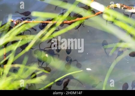 Schar von Froschkaulquappen auf der Oberfläche am Rand des Teiches Stockfoto