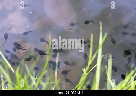 Schar von Froschkaulquappen auf der Oberfläche am Rand des Teiches Stockfoto