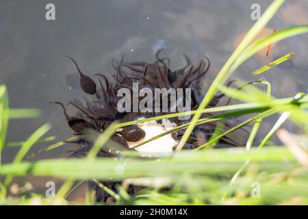 Schar von Froschkaulquappen auf der Oberfläche am Rand des Teiches Stockfoto