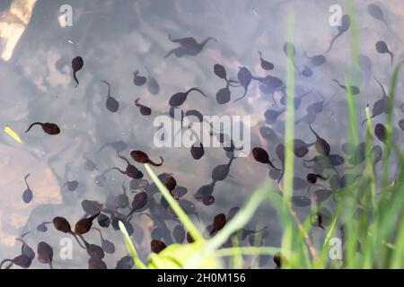 Schar von Froschkaulquappen auf der Oberfläche am Rand des Teiches Stockfoto