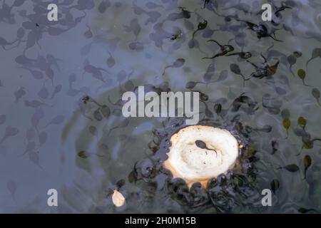 Schar von Froschkaulquappen auf der Oberfläche am Rand des Teiches Stockfoto