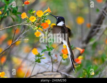 Ein männlicher Peruaner endemischer Bartbergsteiger (Oreonympha nobilis), der sich von Blumen ernährt. Cuzco, Peru. Südamerika. Stockfoto