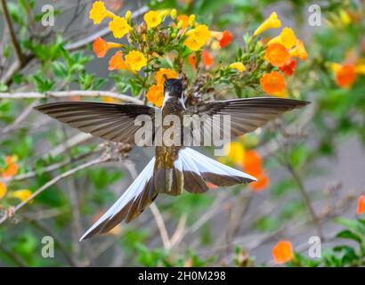 Ein männlicher Peruaner endemischer Bartbergsteiger (Oreonympha nobilis), der sich von Blumen ernährt. Cuzco, Peru. Südamerika. Stockfoto