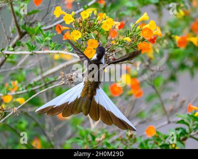 Ein männlicher Peruaner endemischer Bartbergsteiger (Oreonympha nobilis), der sich von Blumen ernährt. Cuzco, Peru. Südamerika. Stockfoto