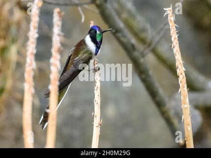 Ein männlicher Peruaner endemischer Bartbergsteiger (Oreonympha nobilis) Kolibri mit buntem Gefieder. Cuzco, Peru. Südamerika. Stockfoto