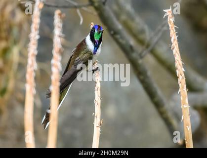 Ein männlicher Peruaner endemischer Bartbergsteiger (Oreonympha nobilis) Kolibri mit buntem Gefieder. Cuzco, Peru. Südamerika. Stockfoto