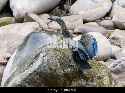 Ein Faszienreiher (Tigrisoma fasciatum), der entlang eines Flussbettes auf Nahrungssuche geht. Cuzco, Peru. Südamerika. Stockfoto