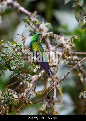 Ein Papageientaucher (Eriocnemis luciani), der auf einem Ast thront. Cuzco, Peru. Südamerika. Stockfoto