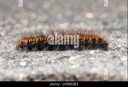 Die Raupe des Fuchsmotten - Macrothylacia rubi, kriecht auf der Straße Stockfoto