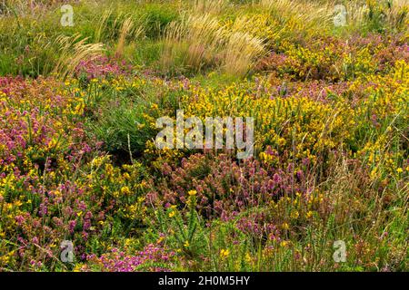 Gorse und Heidekraut blühen im Spätsommer im Lizard National Nature Reserve im Südwesten von Cornwall, England Stockfoto