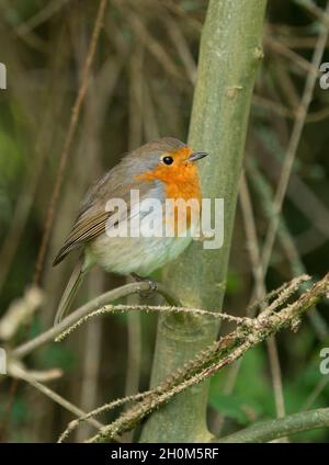 Robin, Erithacus rubecula, alleinerziehend in Bush, Worcestershire, Großbritannien. Stockfoto