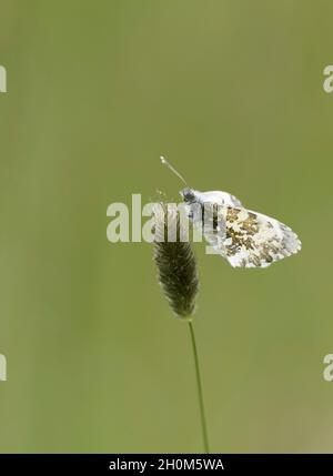 Orange-Tip Butterfly, Anthocharis cardamines, alleinErwachsene Weibchen, die auf Timothy-Grass ruhen, Phleum pratense, in Field, Worcestershire, Großbritannien. Stockfoto